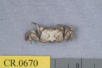 藏品(彎六足蟹)的圖片